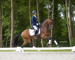 stallion Henkie (KWPN (Royal Dutch Sporthorse), 2012, from Alexandro P)