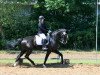 dressage horse San Sienna (Westphalian, 2007, from Sandro Bedo)