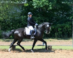 dressage horse San Sienna (Westphalian, 2007, from Sandro Bedo)