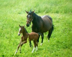 Zuchtstute Ulana (Sächs.-Thür. Schweres Warmbl., 2005, von Einsiedel)