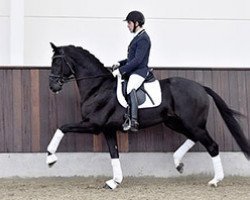 stallion Kastel's Grand Galaxy Win (KWPN (Royal Dutch Sporthorse), 2011, from Apache)