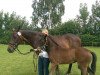 dressage horse Fiordaliso (Westphalian, 2016, from Fürst Wilhelm)