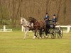 dressage horse Tequila (Westphalian, 2008, from Tabaluga)