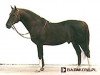 stallion Trawant (KWPN (Royal Dutch Sporthorse), 1977, from Rigoletto)