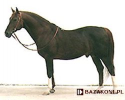 stallion Trawant (KWPN (Royal Dutch Sporthorse), 1977, from Rigoletto)