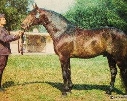 stallion Huf (Little-Poland (malopolska), 1981, from Amok AA)