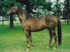 stallion Szampan (Little-Poland (malopolska), 1985, from Grodziec)