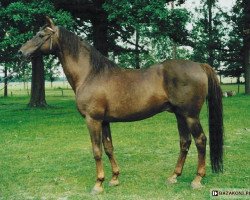 Deckhengst Szampan (Malopolska, 1985, von Grodziec)