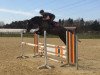 jumper Shanty 37 (Hanoverian, 2012, from Stakkato)