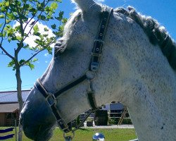 horse Pino Colado 4 (Polish Warmblood, 2006, from Grand Amour)