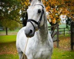 Springpferd The Great Gatsby II (KWPN (Niederländisches Warmblut), 2005, von Odermus R)