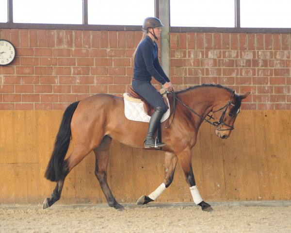 Springpferd Easy-going (Koninklijk Warmbloed Paardenstamboek Nederland (KWPN), 2012, von Eldorado vd Zeshoek Tn)