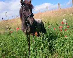 Pferd Hairos (Nederlands Mini Paarden, 2014, von XALYVAR VAN DE IMMETJESHOEVE)