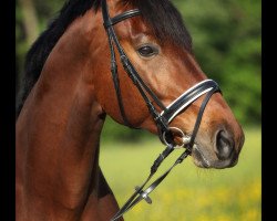 dressage horse Fernando 669 (Bavarian, 2006, from Florestano)