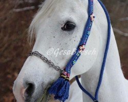 dressage horse Hadsh Hafeed Naheed ox (Arabian thoroughbred, 2001, from Ben Hur Ibn Naheed EAO)