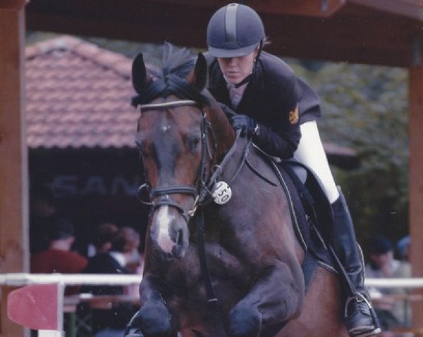 horse Lositano (Holsteiner, 1999, from Liostro)