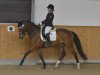 dressage horse Romaneska B (Oldenburg, 2008, from Rubin Royal OLD)