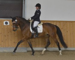 dressage horse Romaneska B (Oldenburg, 2008, from Rubin Royal OLD)