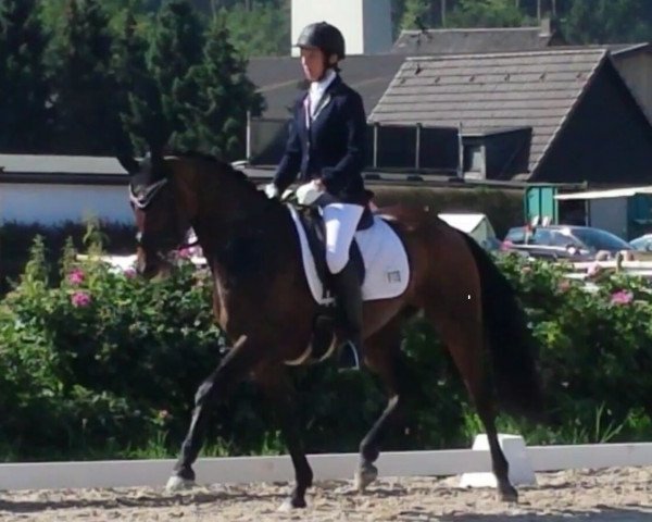 dressage horse Davinja A (Hanoverian, 2012, from Don Index)