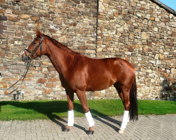 broodmare Lilly H (Hanoverian, 2001, from Londonderry)