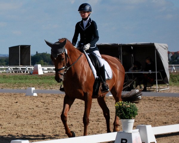 broodmare Serafina 54 (German Sport Horse, 2006, from Samba Ole)