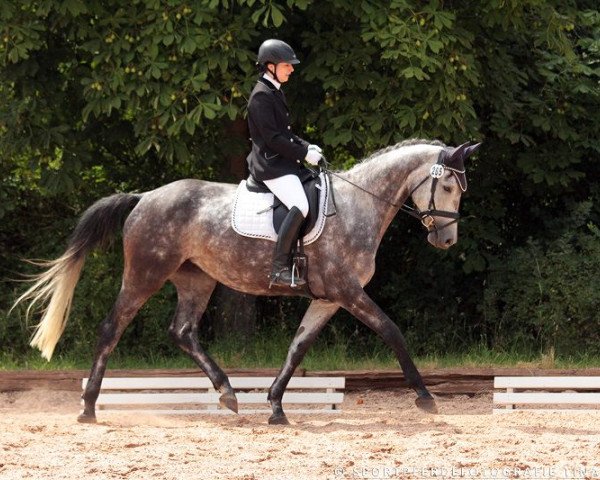 broodmare Kreta 10 (Trakehner, 2011, from Connery)