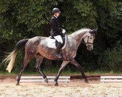 dressage horse Kreta 10 (Trakehner, 2011, from Connery)