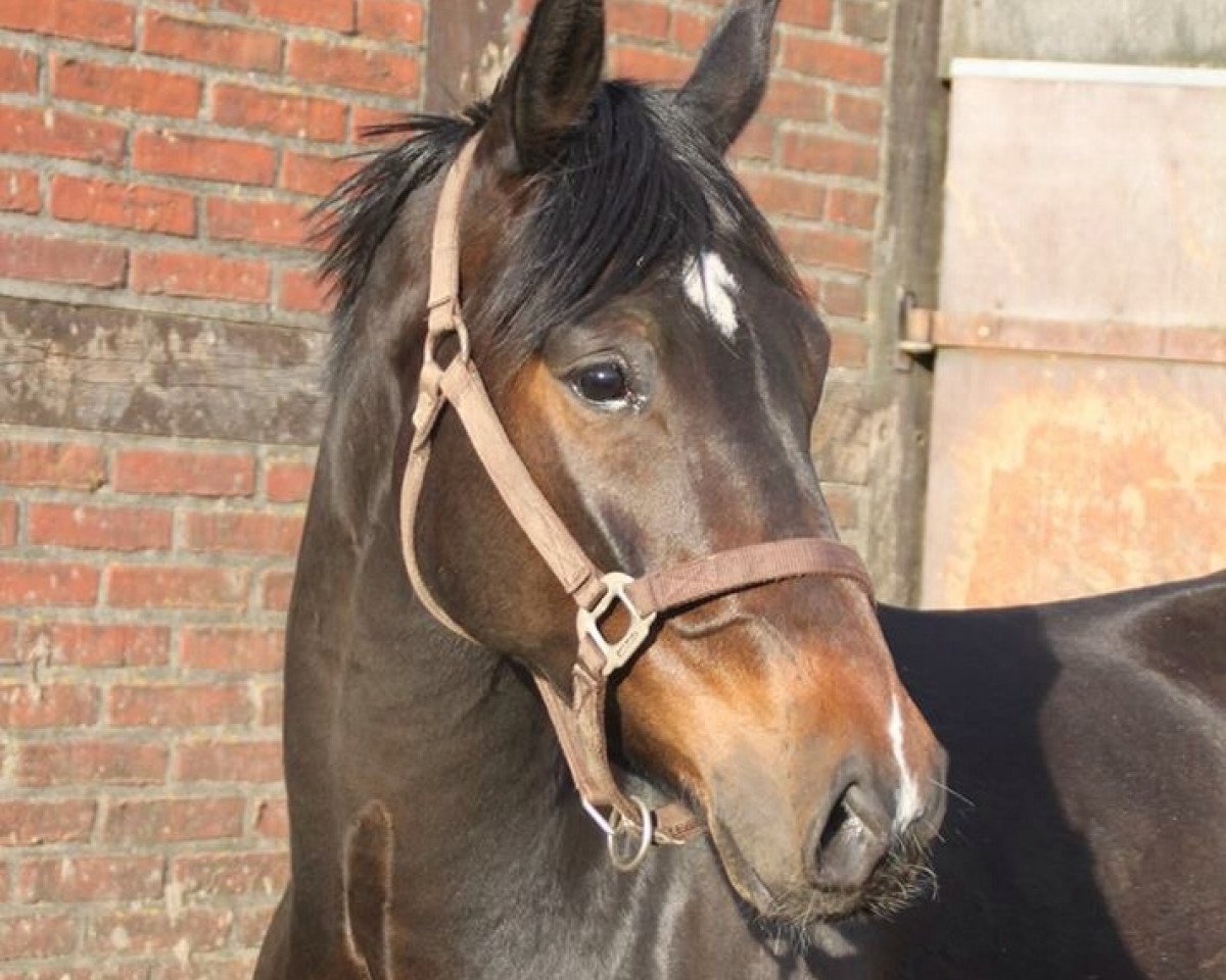 Dressurpferd Lascarado (Oldenburger, 2010, von Licotus)