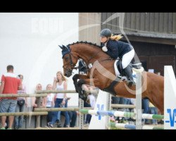 jumper Diucord W (Polish Warmblood, 2009, from Landacord)