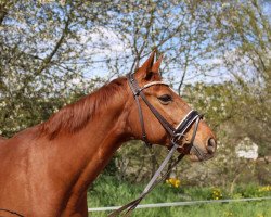 jumper Stella (Hanoverian, 2006, from Stand Up 2)