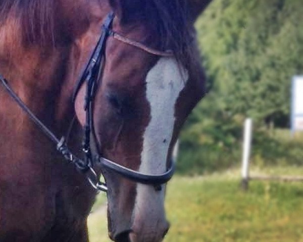 broodmare Lexjuna (Mecklenburg, 2009, from Fürst Lexow)