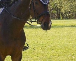 dressage horse Royal Flush 22 (Oldenburg, 2009, from Royal Doruto OLD)