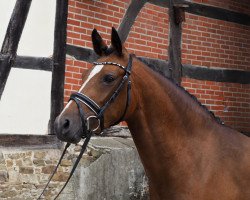 dressage horse Nevada 218 (German Riding Pony, 2013, from Palolo Kid)