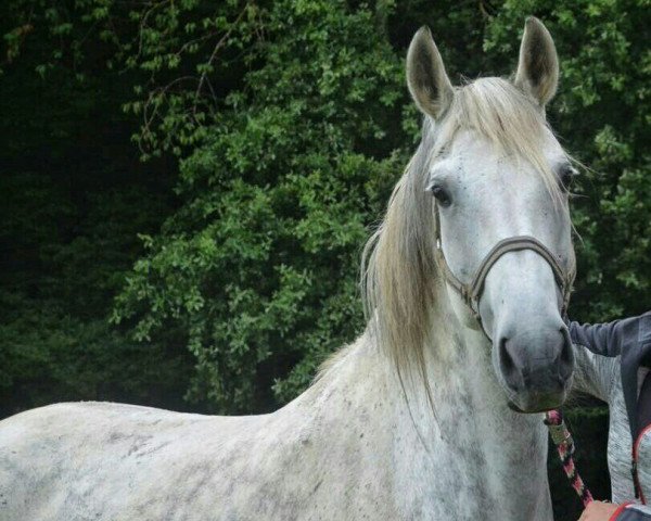 Pferd Aysha-Rosalie (Österreichisches Warmblut, 2006, von Alfa)