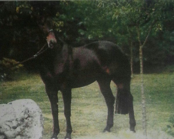 stallion Alfa (Austrian Warmblood, 1985, from Aldato 98)