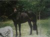 stallion Alfa (Austrian Warmblood, 1985, from Aldato 98)