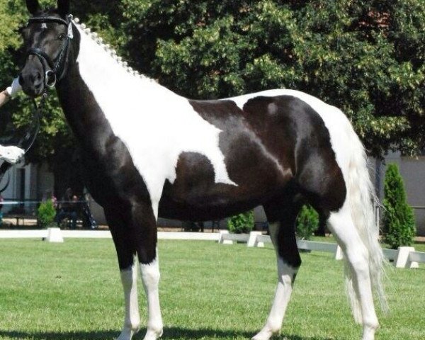 broodmare Mary Ann 10 (Lewitzer, 2010, from Pythagoras)