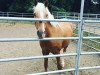 dressage horse Childrens Luck (German Riding Pony, 2004, from FS Champion de Luxe)