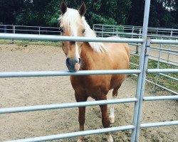 dressage horse Childrens Luck (German Riding Pony, 2004, from FS Champion de Luxe)