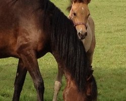 broodmare Mona Lisa (German Riding Pony, 2008, from Marienhof's Voyou)