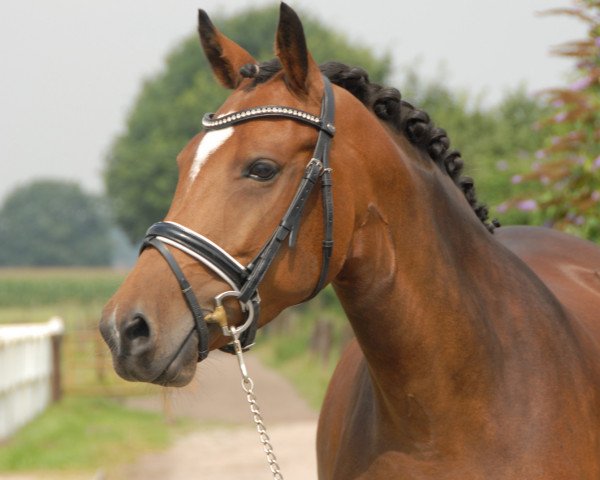 broodmare Timms Falina (German Riding Pony, 2011, from Donnerschall)
