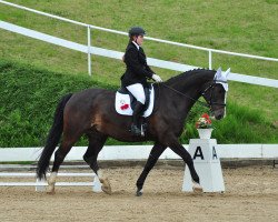 dressage horse Checker 7 (Holsteiner, 2003, from Come On)