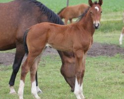 broodmare Touch of Twilight (Hanoverian, 2016, from Tangelo van de Zuuthoeve)