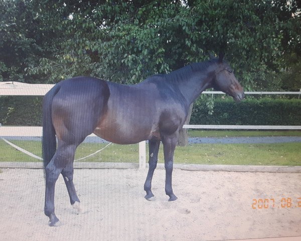 broodmare Athekra-Lady (Hessian Warmblood, 1995, from Alphard xx)