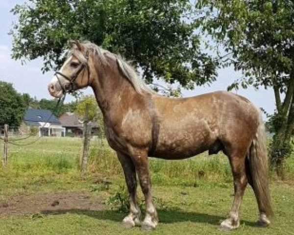 Pferd Steyr van de Linge (Haflinger, 2008, von Stachus)