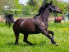 Pferd Signor Rossi 2 (Arabisches Halbblut / Partbred, 2002, von Tropenwind AA)