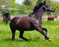 Pferd Signor Rossi 2 (Arabisches Halbblut / Partbred, 2002, von Tropenwind AA)