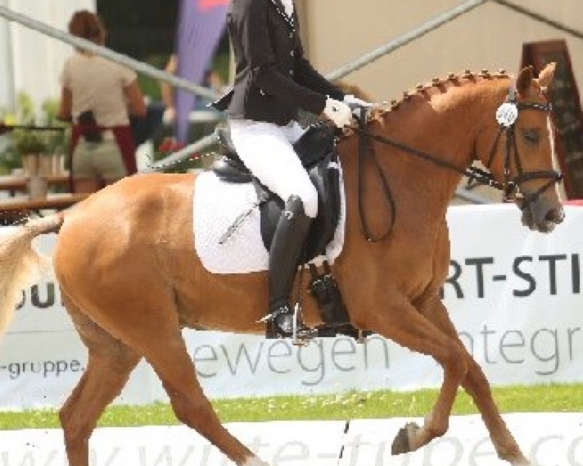 Dressurpferd Chucki San (Deutsches Reitpony, 2012, von Cream de Luxe K)