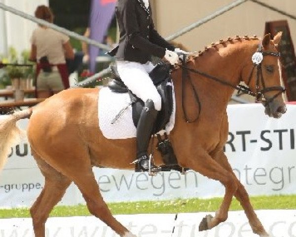 dressage horse Chucki San (German Riding Pony, 2012, from Cream de Luxe K)