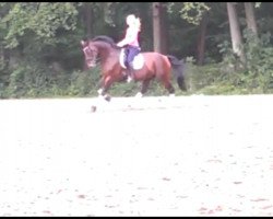 broodmare Mia 49 (Oldenburg, 2002, from Donnerschwee)